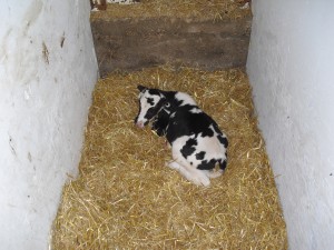 The young heifer calf Allie a few days after she was prematurely born. 