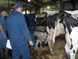 Peter (far right) with the vets on herd health day.