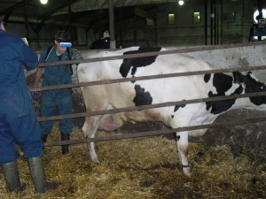 A vet checking a "fresh" cow for uterine infection after recently calving.