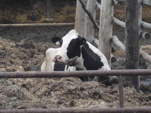 This cow broke through a fence and got herself stuck in a pile of mud.