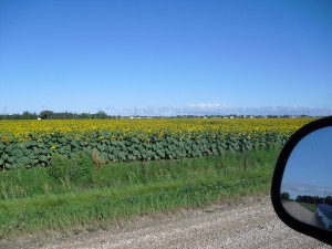 Field of sunflowers owned by the farm.