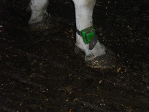 Milking cow sporting a responder.