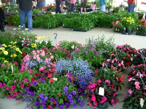 Gorgeous flowers being sold at the auction