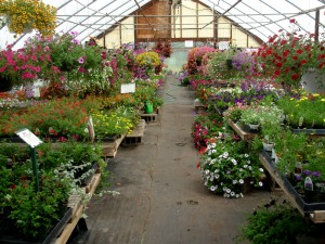Beautiful flowers in a greenhouse in Washington County