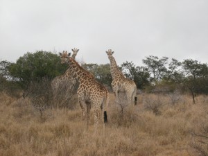 Game lodge giraffes 