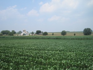 One of the soybean fields I scout.