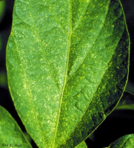 This photo shows and example of what a soybean leaf looks like when spider mites begin munching on it.  This image was obtained from http://www.extension.iastate.edu/news/2005/jul/071501.htm.