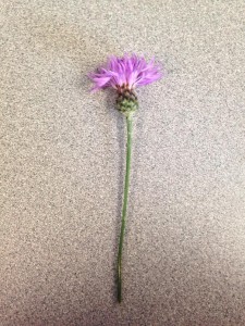 Spotted Knapweed capitulum