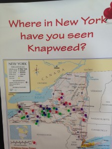 Interactive map Christina and I used for people to show us where they saw knapweed across the state.