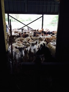 Goats in Holding Pen Waiting for Milking