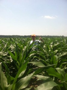 Chest high corn plots already