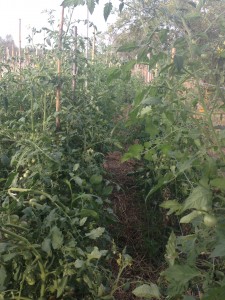 Crazy tomato jungle