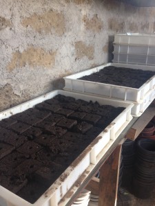 Starting seedlings in soil blocks