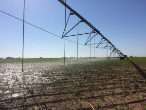 Sprinklers irrigating juvenile corn. 
