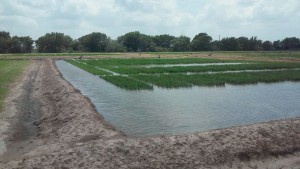 This is a rice research plot presented at the Eagle Lake Rice Field Day in Eagle Lake, Texas.