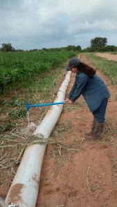 The plastic irrigation pipe sometimes must be modified when used in an experimental trial. Here I am making holes in the pipe to only flood certain rows containing the Johnsongrass, 