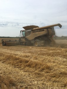 Harvesting the wheat trial