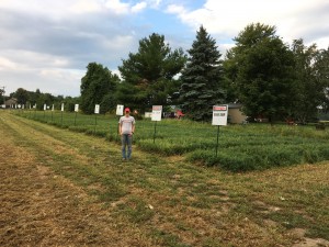 Final alfalfa and clover stands
