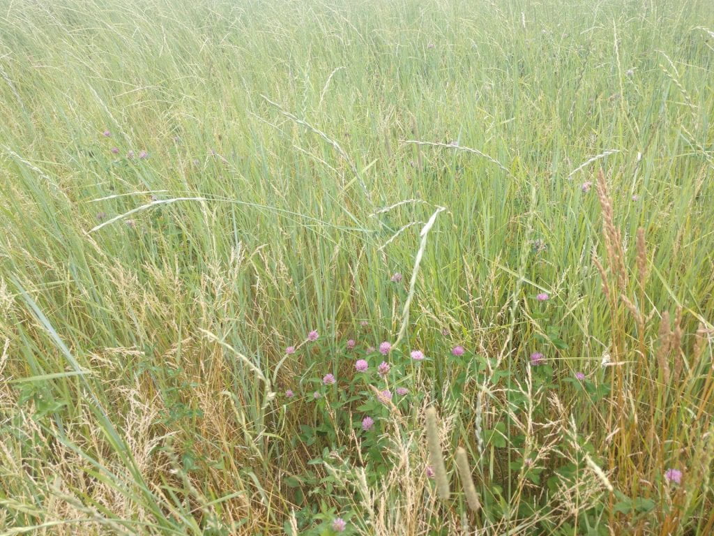 Kernza growing with red clover