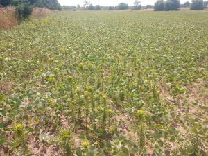 Marestail in soybean field