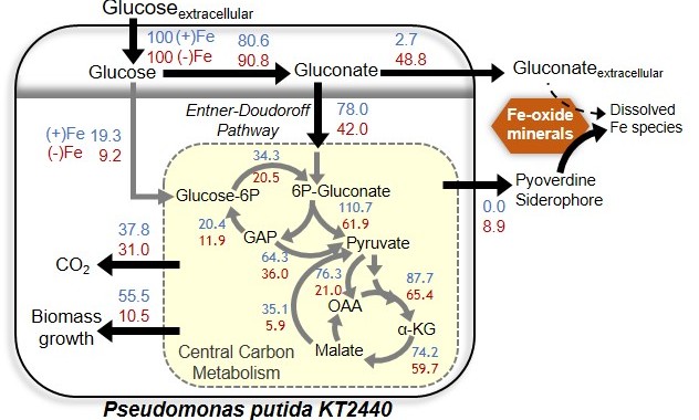 Nutrient-dependent cellular carbon fluxes