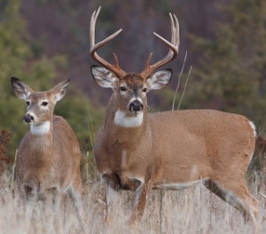 whitetail_deer-hunting