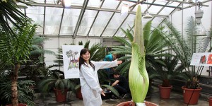 Horticulturist Judy Lee, M.S. '14, stands next to Wee Stinky on Nov. 17, when it measured 72.8 inches.