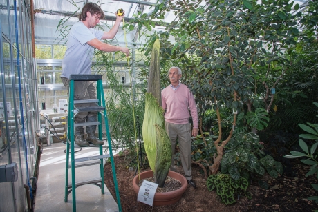 Paul Cooper, head grower for the Cornell University Agricultural Experiment Station, measures Wee Stinky with the help of Bill Crepet, professor and chair in the Plant Biology Section of the School of Integrative Plant Science. The Titan arum is one of hundreds of plants in the Liberty Hyde Bailey Hortorium managed by the Plant Biology Section.