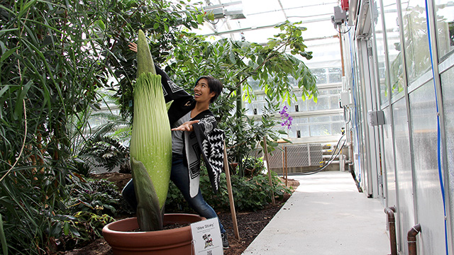 Plant Sciences major Patty Chan ’18 welcomes ‘Wee Stinky’ to the new Liberty Hyde Bailey Conservatory.
