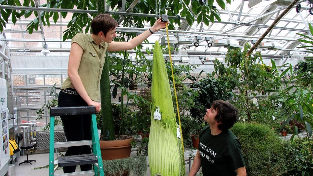 One of Cornell’s two flowering-sized Titan arums — dubbed Wee Stinky for its putrid smell — is set to bloom for the fourth time. Rosemary Glos ’20 and greenhouse grower Paul Cooper measure Wee Stinky Dec. 7 at the Liberty Hyde Bailey Conservatory. Photo by Craig Cramer.