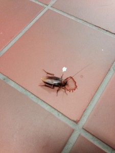 roach in stocking hall