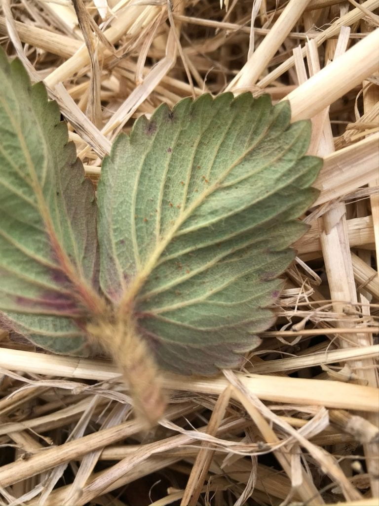 showing mites on leaves