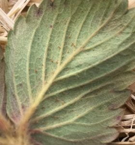 showing mites on leaves