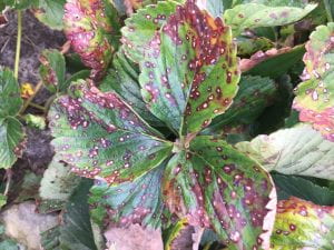 show leaf spot disease