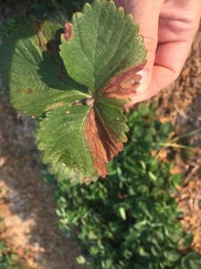showing leaf blight symptoms