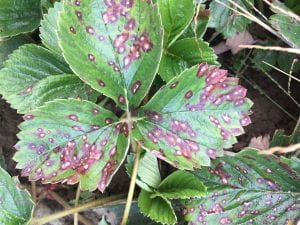 showing leaf spot symptoms