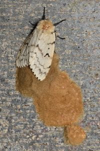 A buff-colored, triangular moth with a rounded orange head. The moth is sitting on a tree rtunk and underneath the moth there is an amprohous, soft-edged orange mass that looks velvety and soft. The mass appears to be glued to the trunk. The moth is about 2.5 inches long and the mass is about 4 inches long. 