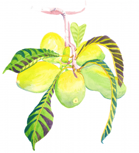 A cluster of 5 round, green fruit with yellow blush hanging from a single stem.