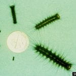 Six caterpillars of increasing size are placed around a quarter. The caterpillars are fuzzy and black. The larger caterpillars have a yellow stripe down their midline.