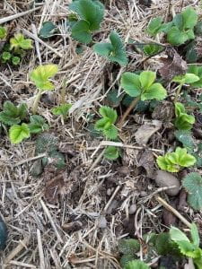 Strawberry leaves under straw mulch. The leaves are pale green to yellow, elongated, and small in size. 