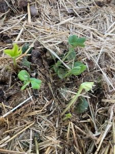 Strawberry leaves under straw mulch. The leaves are elongated and pale. 