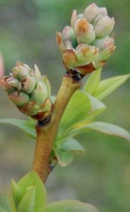 Close-up of flower buds starting to individually pop out of a single bud. 
