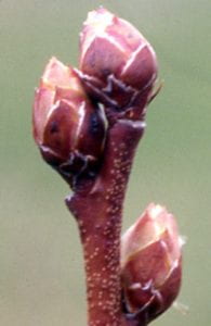 Close-up of plant buds with a slight gap between scales; the buds resemble pine cones.