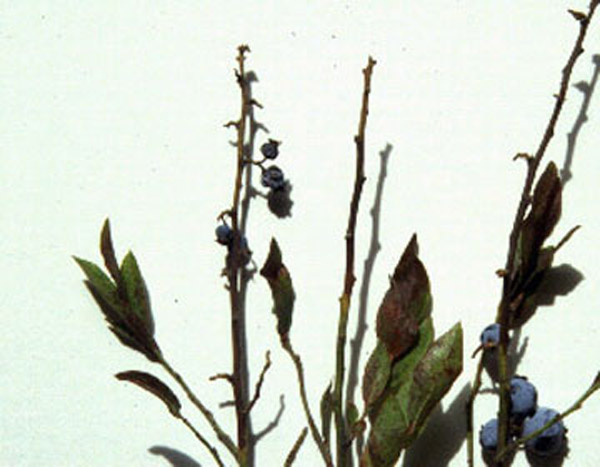 Blueberry twigs with fruit and leaves. Fruit is shriveled and brown, twigs and leaves appear dead.