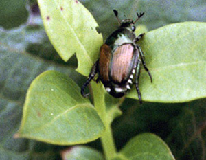 Japanese beetle on leaf. Beetle has shiny bronze wings with white stripy area between wings and abdomen. Thorax and head are dark shiny green. Short antenna end in small black structure resembling palm frond.