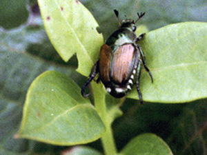Beetle on leaf. Beetle has shiny bronze shell and green head with black and white stripes on underbelly.