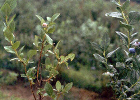 Two blueberry plants. Plant on left has yellow-green leaves throughout, plant on right has dark blue-green leaves.