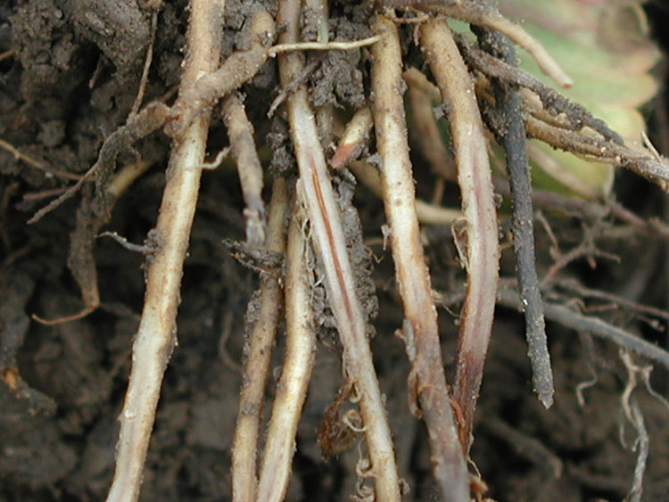 Tan-beige strawberry roots with outer surface scraped away vertically, revealing a veinlike strip of rust color at the center of the root.