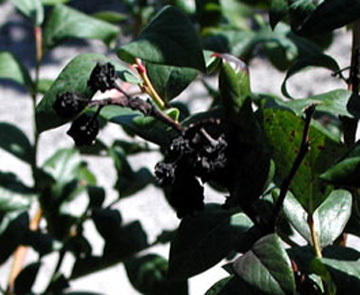 Dark black, shriveled berry cluster on a blueberry twig. Berries and stem are entirely black and severely wrinkled.