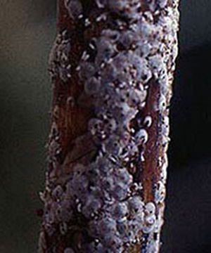 Blueberry stem covered in small, waxy gray scales.